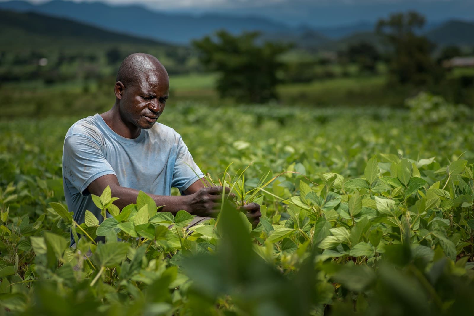 Un agriculteur inspecte ses cultures dans un champ
